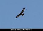 021 - 229 Rough-legged Hawk