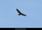 021 - 230 Golden Eagle