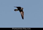022 - 240 Peregrine Falcon