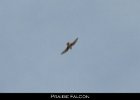 022 - 241 Prairie Falcon