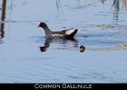 023 - 252 Common Gallinule