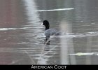 023 - 254 American Coot