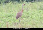 025 - 256 Sandhill Crane