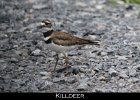 027 - 274 Killdeer