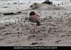 028 - 278 American Oystercatcher