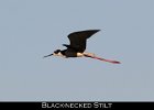 029 - 281 Black-necked Stilt