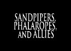 031 - 00 SANDPIPERS, PHALAROPES, and ALLIES