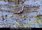031 - 292 Greater Yellowlegs