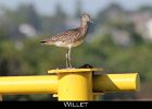 031 - 294 Willet