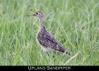 031 - 299 Upland Sandpiper