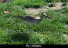 031 - 302 Whimbrel