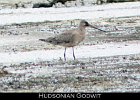 031 - 309 Hudsonian Godwit