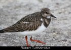 031 - 312 Ruddy Turnstone