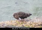 031 - 313 Black Turnstone