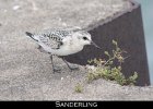 031 - 317 Sanderling