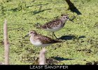 031 - 324 Least Sandpiper