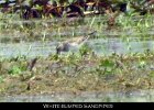 031 - 325 White-rumped Sandpiper