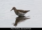 031 - 327 Pectoral Sandpiper