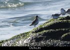 031 - 331 Dunlin