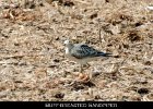 031 - 336 Buff-breasted Sandpiper