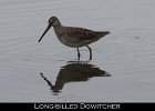 031 - 339 Long-billed Dowitcher