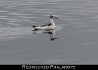 031 - 348 Red-necked Phalarope