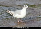 033 - 356 Bonaparte's Gull