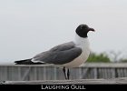 033 - 361 Laughing Gull