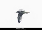 033 - 366 Mew Gull