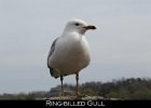 033 - 367 Ring-billed Gull