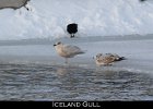 033 - 374 Iceland Gull