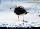 033 - 375 Lesser Black-backed Gull
