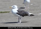 033 - 379 Great Black-backed Gull