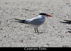 033 - 389 Caspian Tern