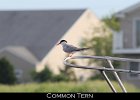 033 - 394 Common Tern