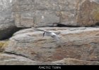 033 - 395 Arctic Tern
