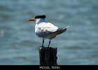 033 - 397 Royal Tern