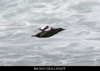 035 - 411 Black Guillemot
