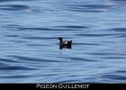 035 - 412 Pigeon Guillemot