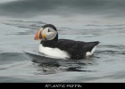 035 - 425 Atlantic Puffin