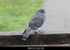 036 - 428 Rock Pigeon