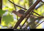 036 - 439 Mourning Dove