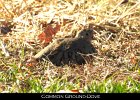 036 - 442 Common Ground-Dove