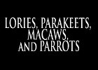 037 - 00 LORIES, PARAKEETS, MACAWS, and PARROTS
