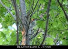038 - 457 Black-billed Cuckoo