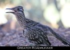 038 - 459 Greater Roadrunner