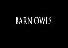 039 - 00 BARN OWLS
