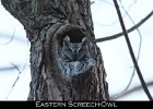 040 - 466 Eastern Screech-Owl