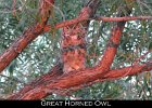 040 - 468 Great Horned Owl