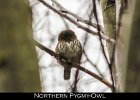 040 - 471 Northern Pygmy-Owl